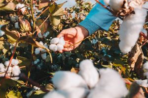 Calicos Cotton